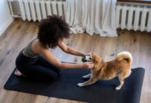 Free stock photo of afro, afro hair, animal