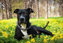 Hasiči zachránili vděčného pitbula, který spadl do zálivu. Jeho reakce vás dojme