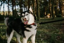 Black and White Siberian Husky on the Green Grass