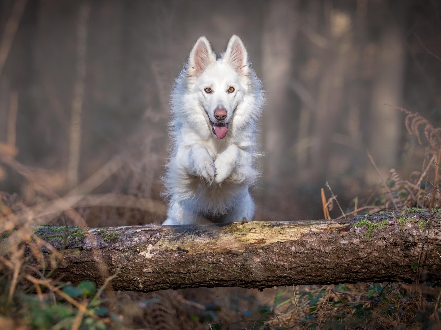 white dog jumping over log