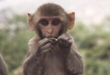 selective photo of brown and white primate