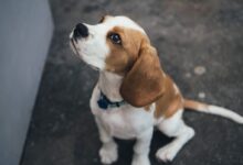 white and brown Beagle