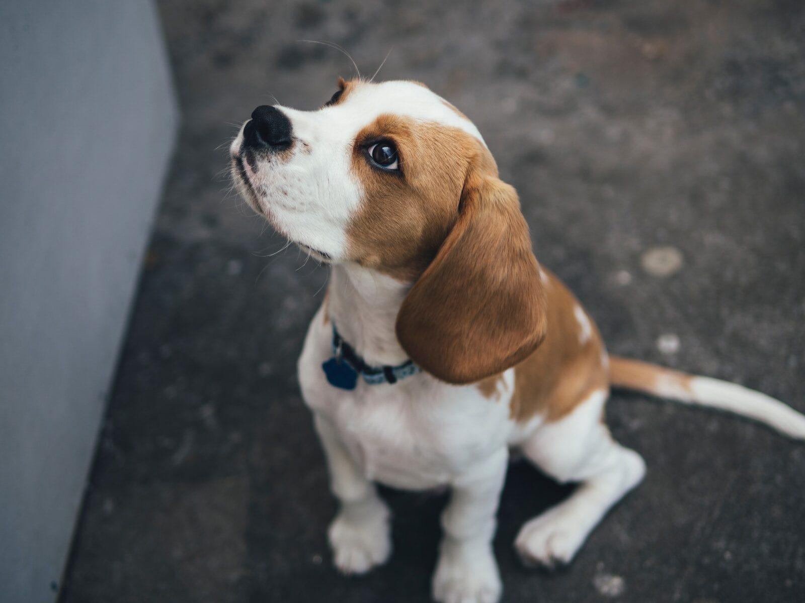 - NeposlušnéTlapky white and brown Beagle