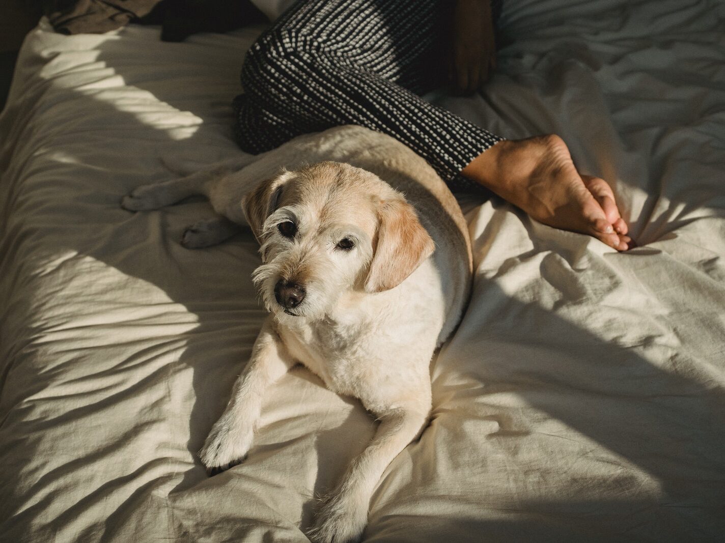Cut dog sitting near anonymous woman lying on bed
