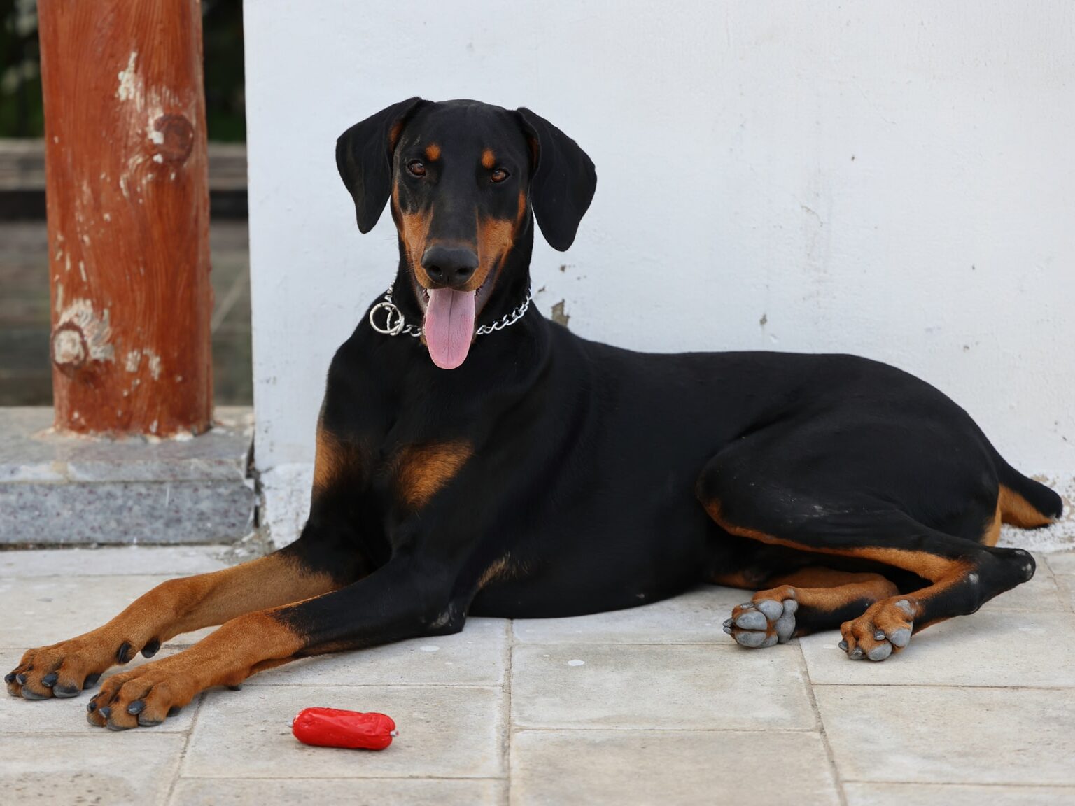 JOSHUA DANIEL - NeposlušnéTlapky black and tan short coat medium dog lying on floor