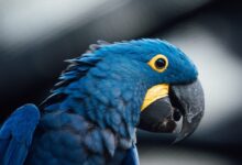 blue and yellow macaw bird