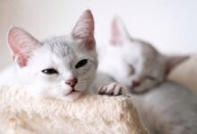 White Cats Lying on the Rug