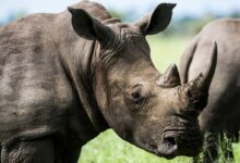 Gray Rhino in Macro Photography