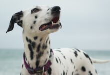 adult Dalmatian looking at right side