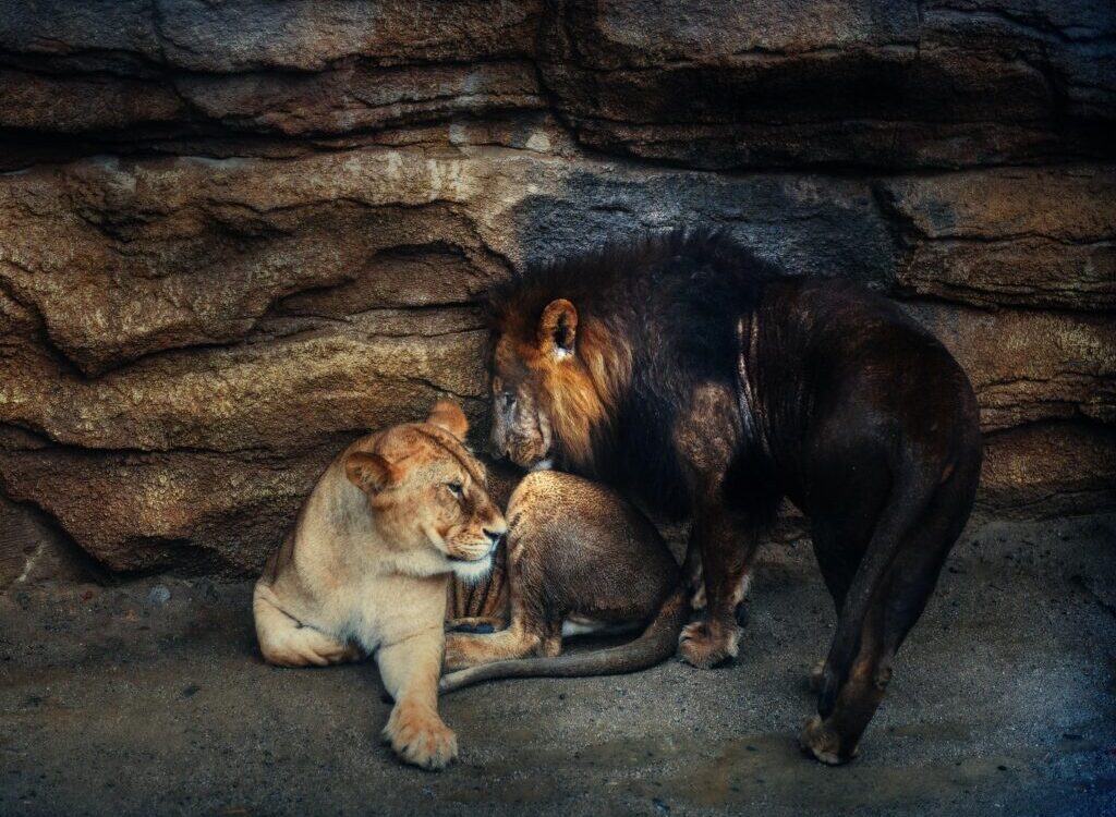 two lion and lioness near rock formation