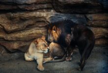two lion and lioness near rock formation