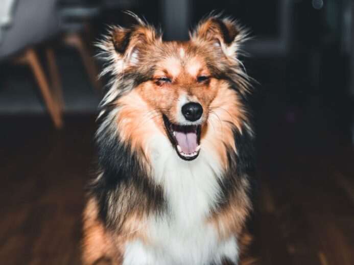 selective focus photography of long-coated brown, black, and white dog sitting on floor
