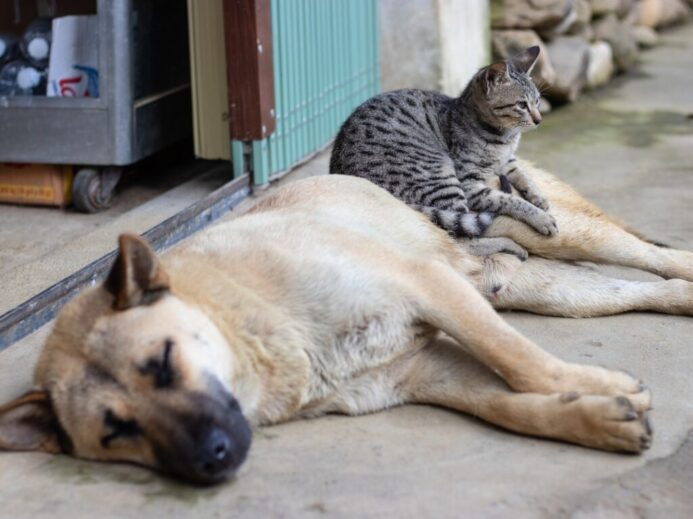 gray cat sitting on lying brown dog