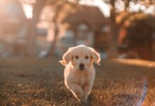 yellow Labrador puppy running on field
