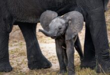 gray elephant with calf standing on ground at daytime