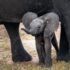 gray elephant with calf standing on ground at daytime
