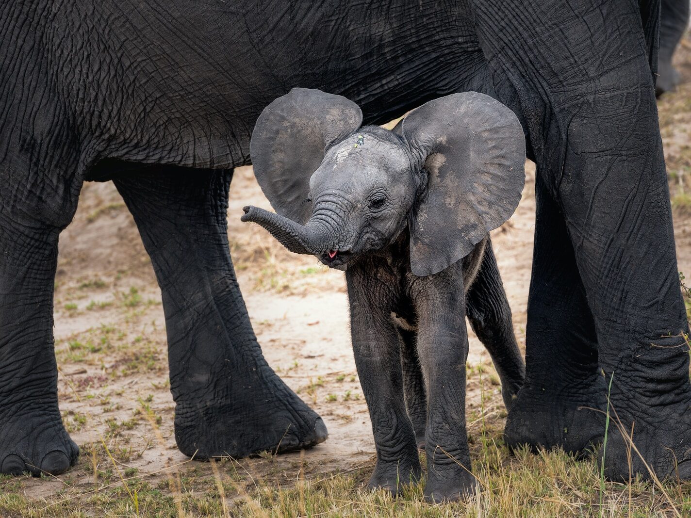 gray elephant with calf standing on ground at daytime