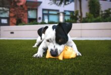 white and black American pitbull terrier bit a yellow pig toy lying on grass outdoor during daytime