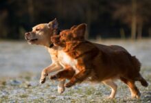 time lapse photo of two puppies running