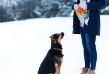 woman standing beside black dog on snow field