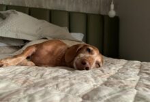 brown short coated dog lying on white and black bed