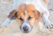 white and brown short coated dog lying on white sand during daytime