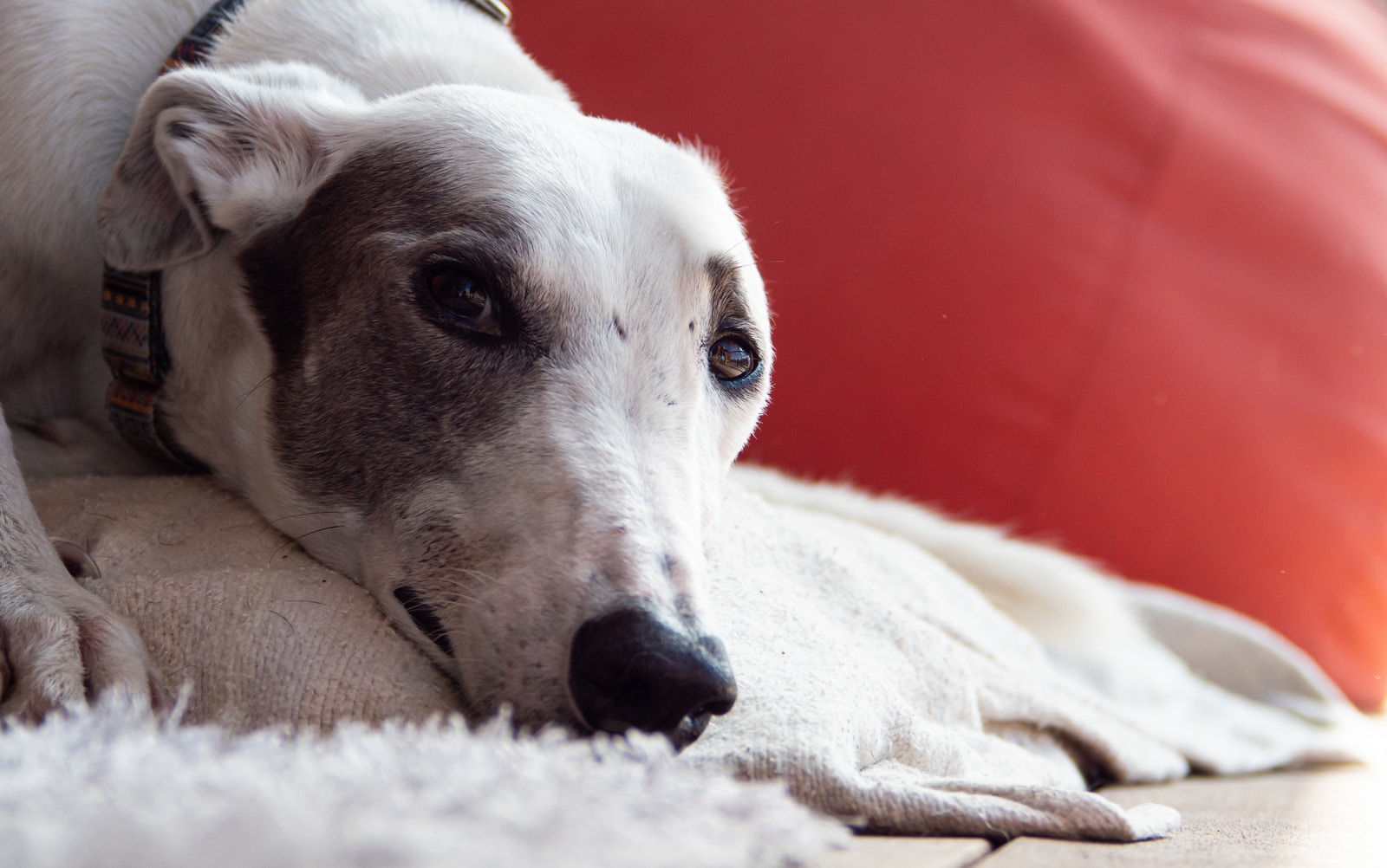 greyhound dog pet
