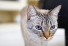 shallow focus photography of silver Tabby cat