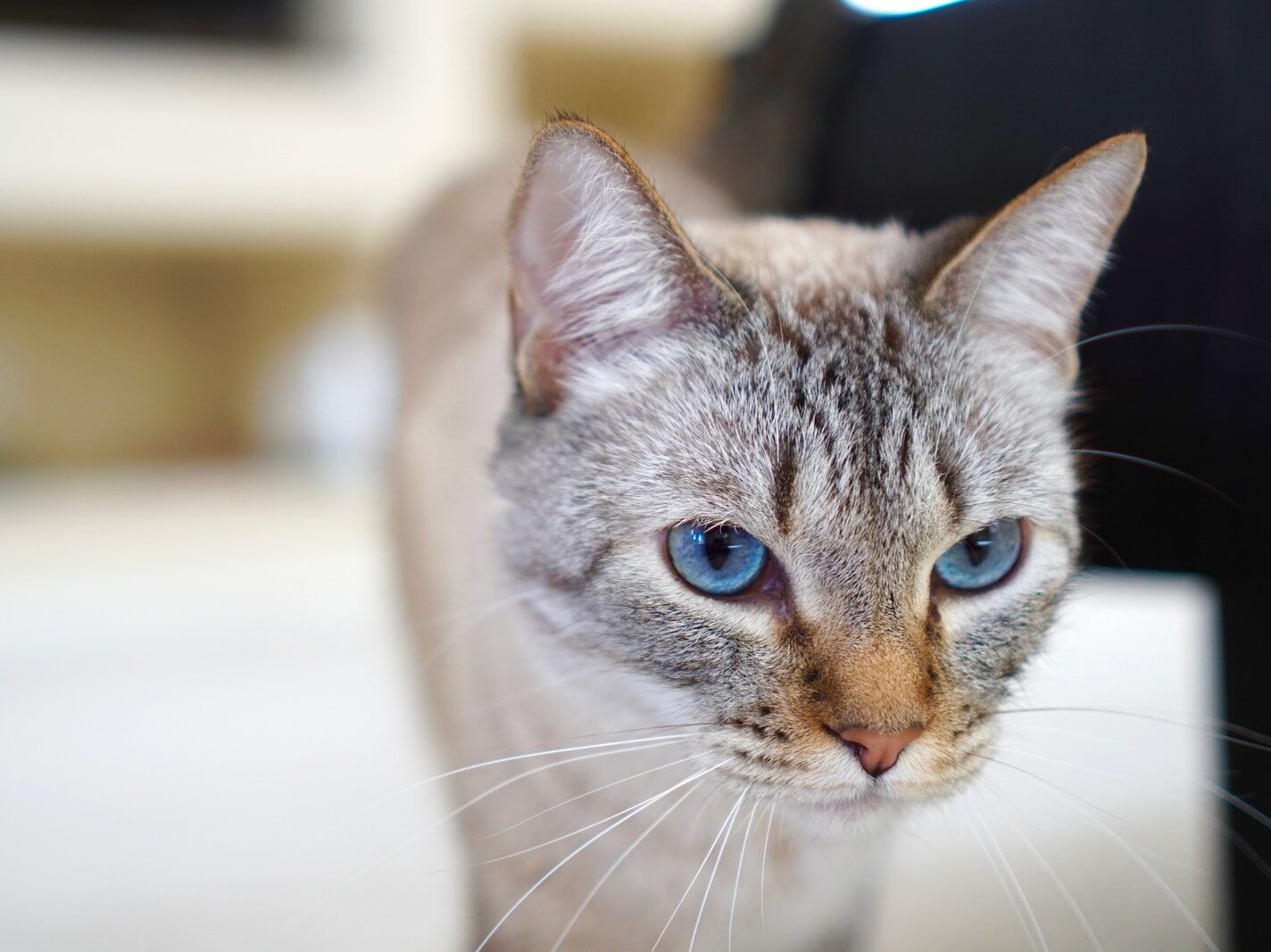 shallow focus photography of silver Tabby cat
