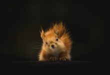 brown squirrel on black background