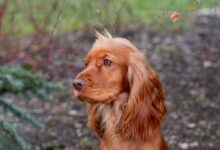 long-coated tan dog