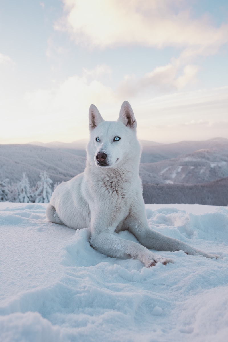 Marek Szturc - NeposlušnéTlapky photo of adult short-coated white dog
