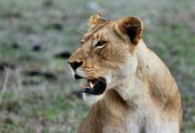 shallow-focus photography of brown lioness