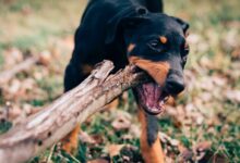 dog eating wood log