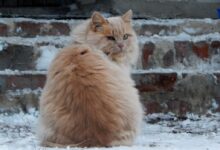 orange tabby cat on white snow