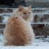 orange tabby cat on white snow