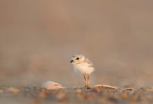 focus photography of chick on gray ground