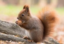 brown squirrel on tree branch during daytime