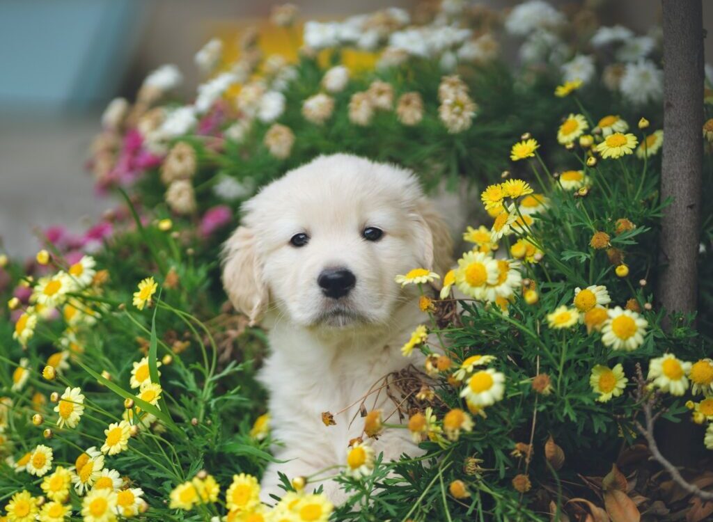 white and brown short coated puppy on blue flower field during daytime