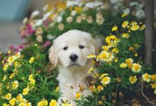 white and brown short coated puppy on blue flower field during daytime
