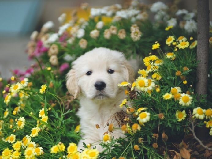 white and brown short coated puppy on blue flower field during daytime