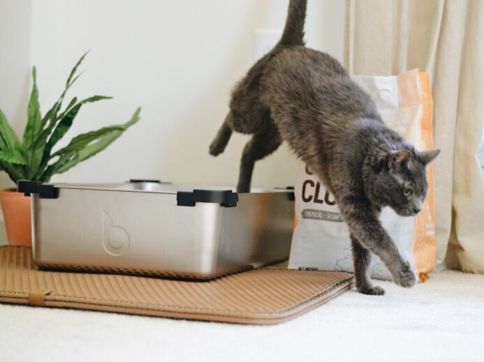 black cat on silver sink