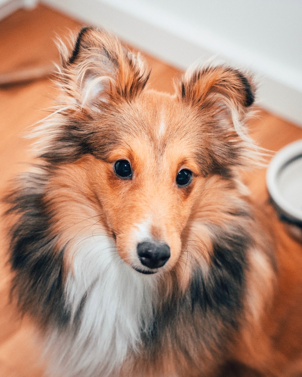 Krisztian Tabori - NeposlušnéTlapky close up photography black and tan Rough collie dog