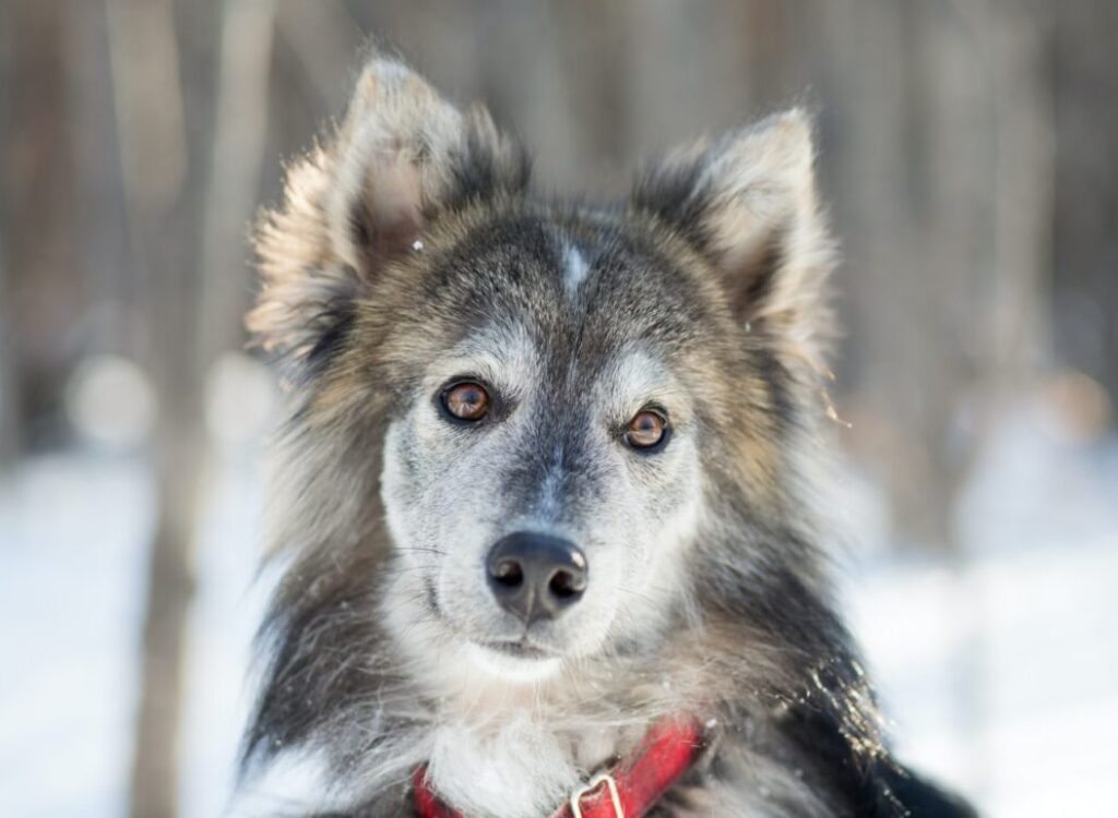 selective focus photography of wolf