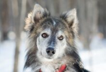 selective focus photography of wolf