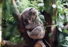koala sleeping on tree branch