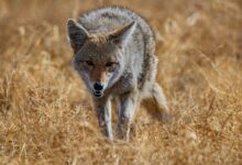 black and white fox on brown grass field during daytime