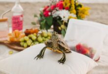 black and yellow turtle on white textile