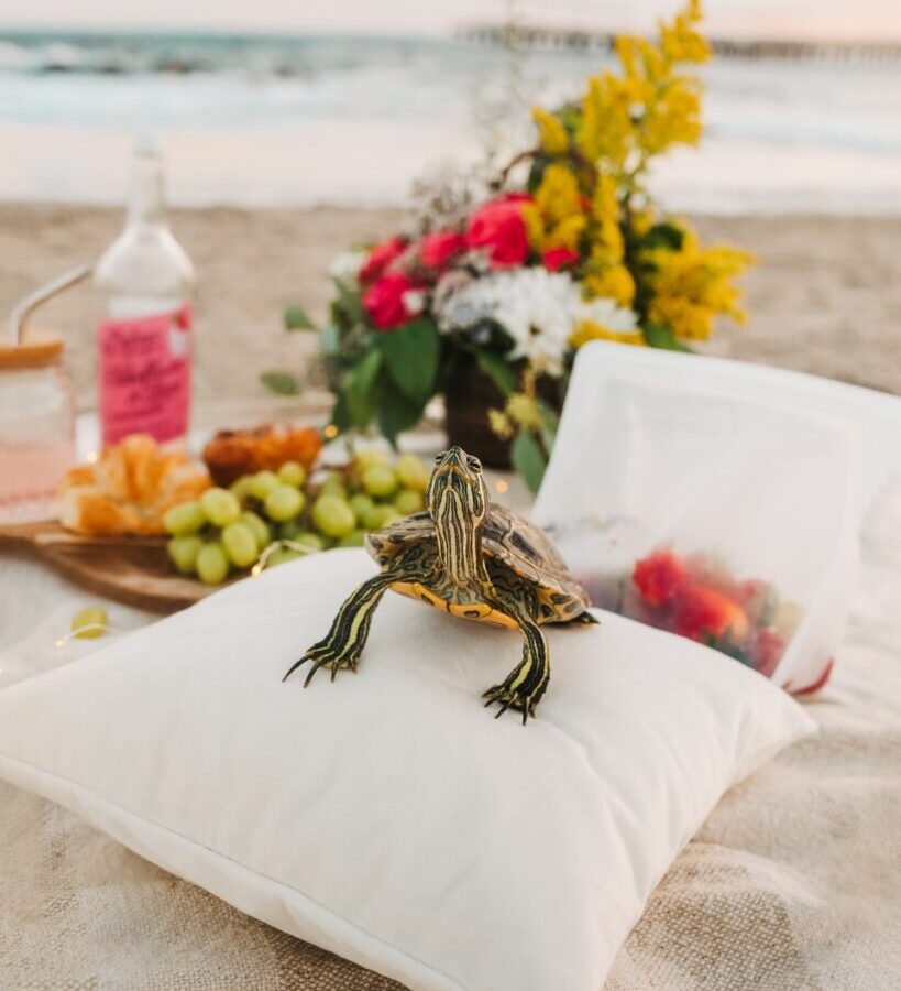 black and yellow turtle on white textile