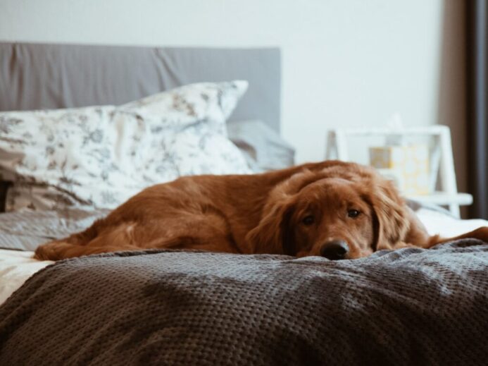 short-coated brown dog